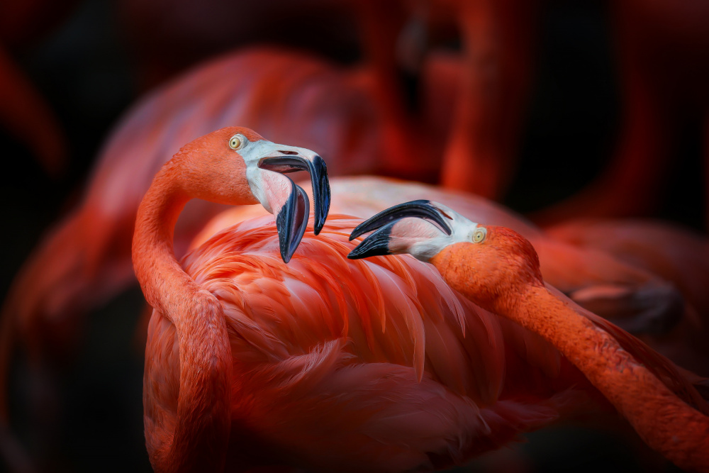 The flamingo 2 à Linli Wang