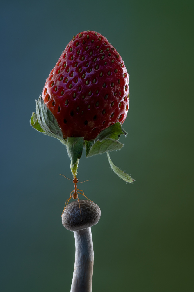 mighty Ant lift-up a strawberry à Lisdiyanto Suhardjo