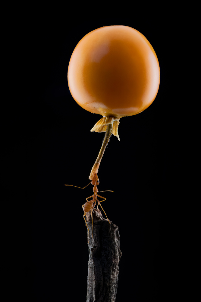 mighty Ant lift-up a tomato à Lisdiyanto Suhardjo