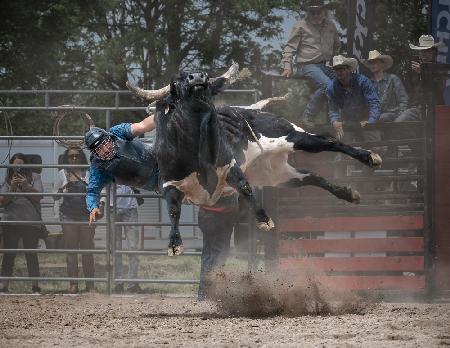 Bull Riding