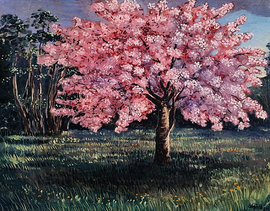 Pink Blossom, 1994 (oil on board)  à Liz  Wright