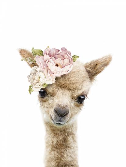 Floral Baby Llama