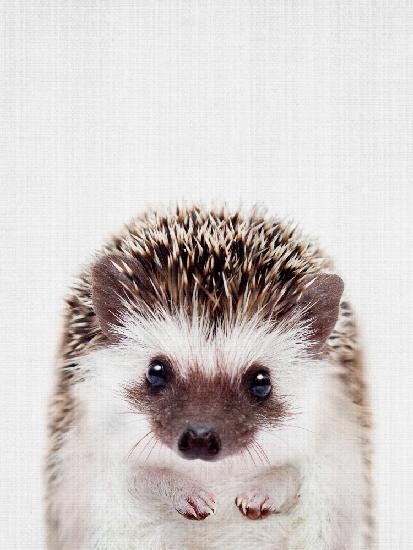 Peekaboo Hedgehog
