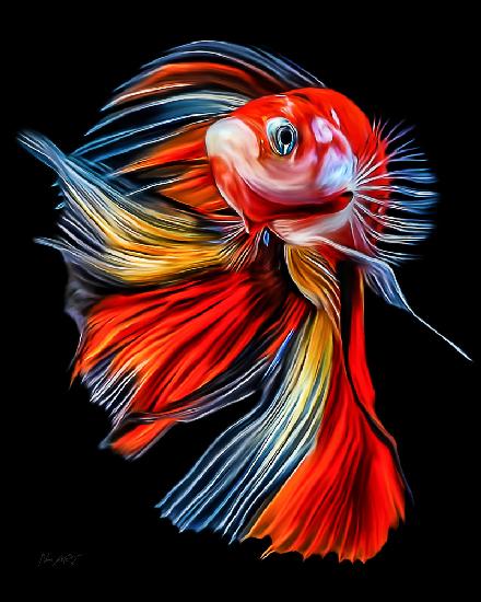 Colorful Fish