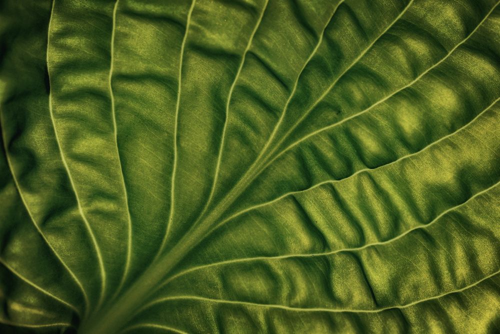 Leaf of a hosta à Lotte Gronkjaer