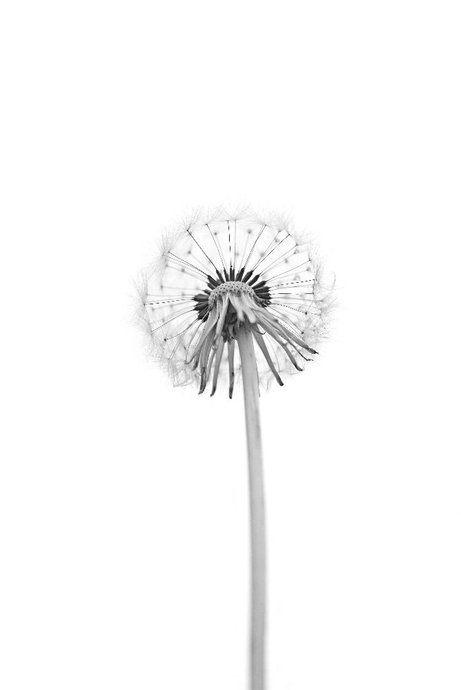 Dandelion à Lotte Gronkjaer