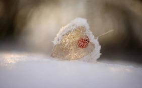 Physalis in Snow