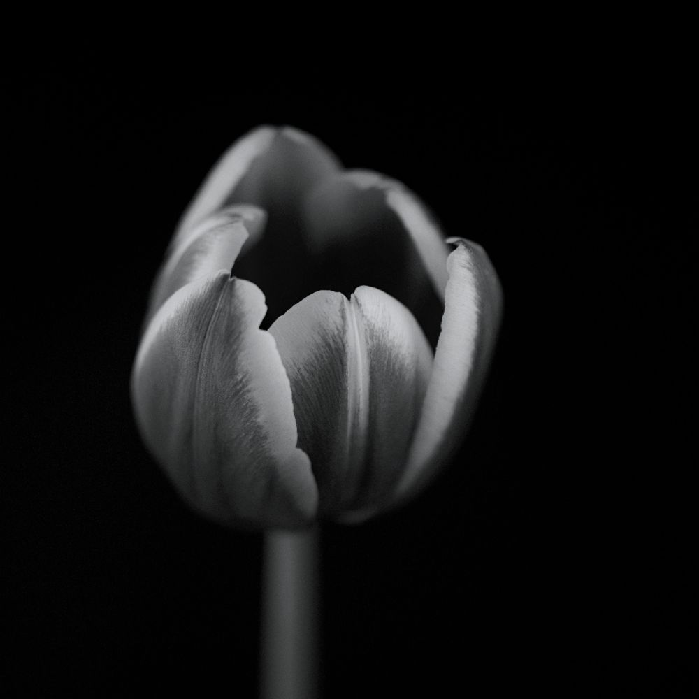 Tulip in mono à Lotte Gronkjaer