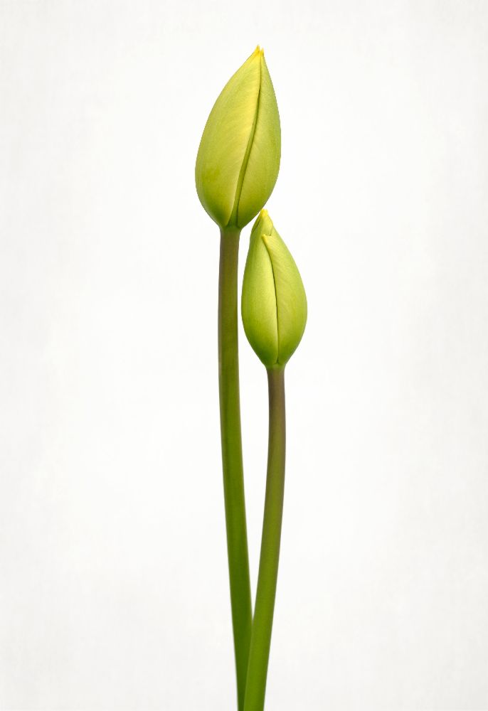 Tulip time à Lotte Gronkjaer