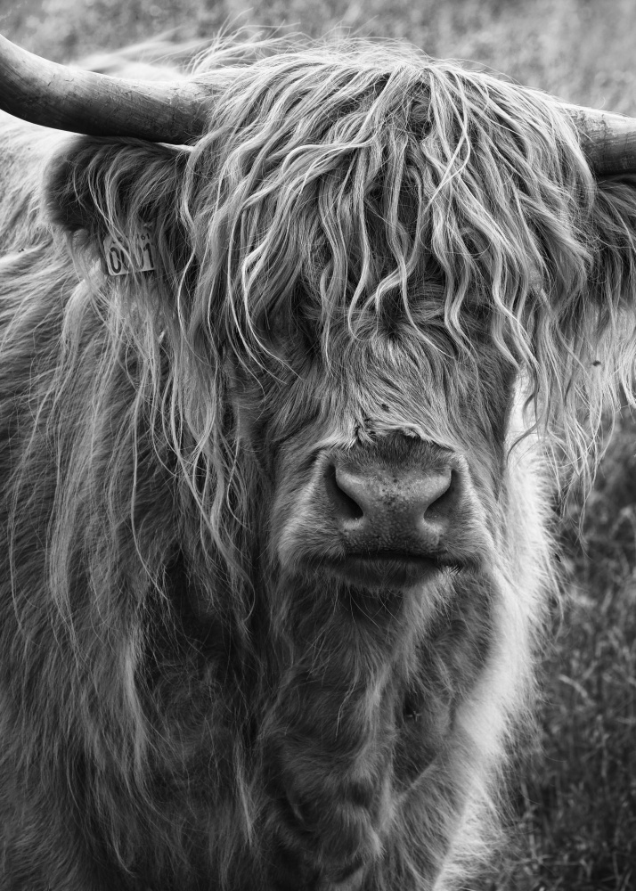 Highland cattle à Lotte Grønkjær