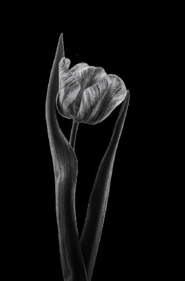 Rembrandt tulip