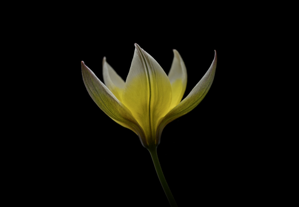 Tulipa Urumiensis à Lotte Grønkjær
