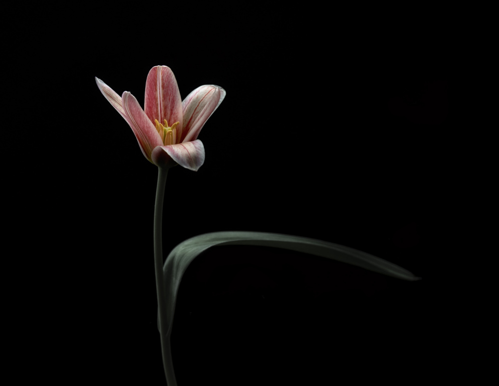 Tulip à Lotte Grønkjær