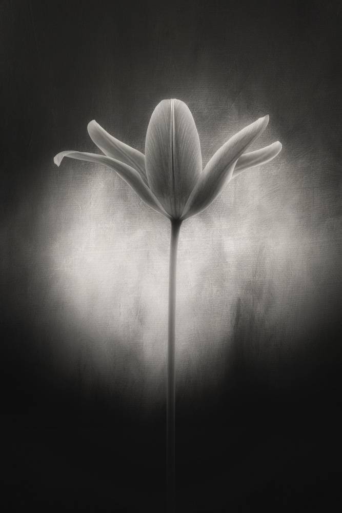 Tulip in black and white à Lotte Grønkjær