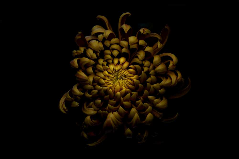 Chrysanthemum à Lotte Gronkjar