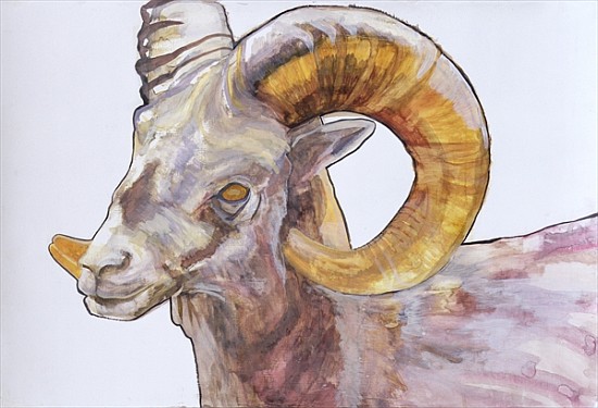 American Long Horn, 2004 (watercolour and acrylic on gesso on paper)  à Lou  Gibbs