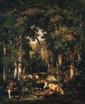vaches dans la forêt de Fontainebleau