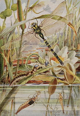 Dragonfly and Mayfly, illustration from 'Stories of Insect Life' by William J. Claxton, 1912 (colour à Louis Fairfax Muckley
