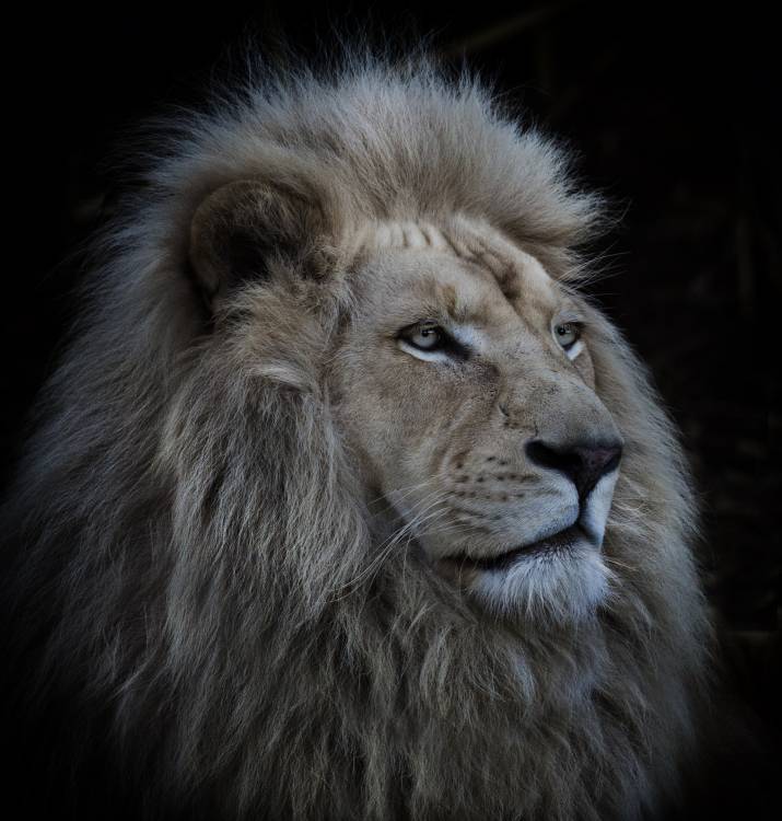 Proud Lion à Louise Wolbers