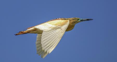 Squacco Heron Blue Sky