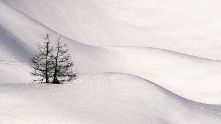 Trees in the snow 3