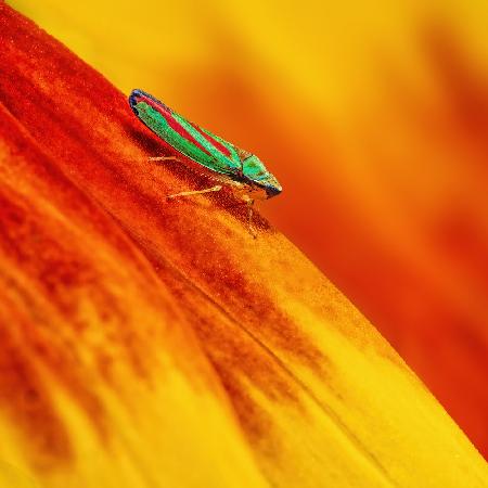 Candy-striped Leafhopper