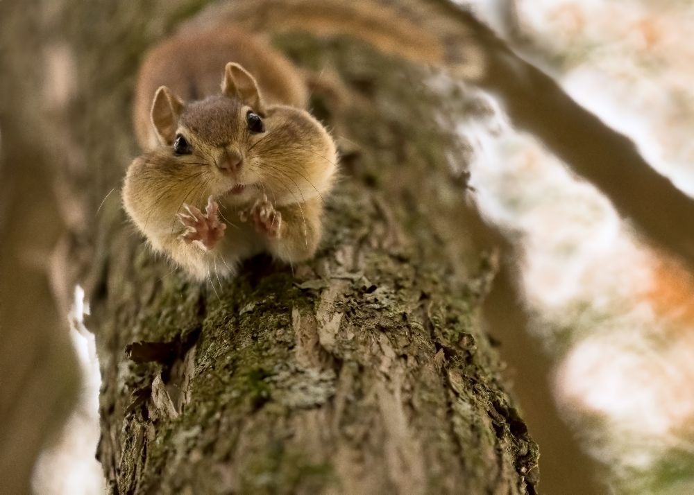 Dont you even try to grab my nuts! à Lucie Gagnon
