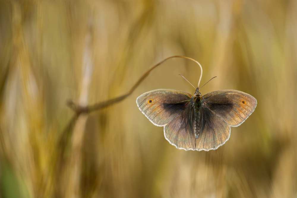 Wings of grass à Luigi Chiriaco