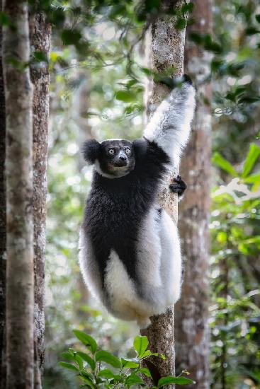 Indri lemur