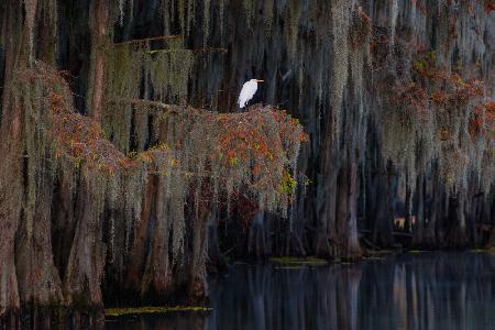 White heron on the Spanish moss