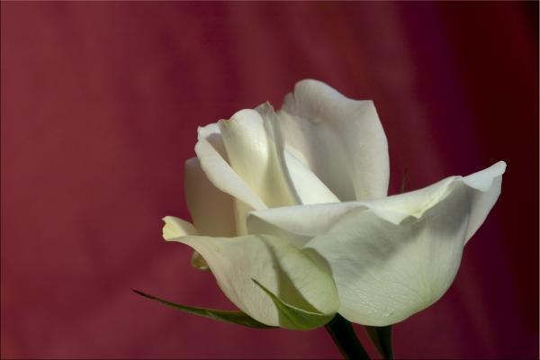 die weiße Rose à Luisa Anders