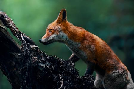 Red fox on patrol