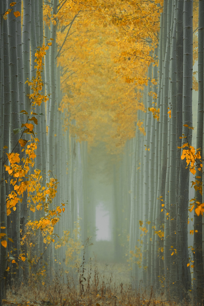 Misty Autumn Path à Lydia Jacobs