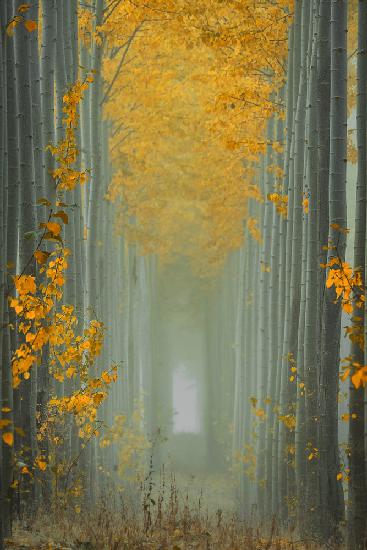 Misty Autumn Path
