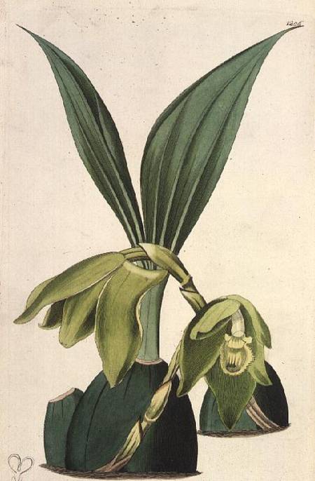 Orchid: Maxillaria ciliaris, by M. Hart (fl.1829), published by I. Ridgway à M. Hart