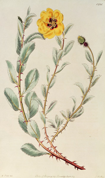 Rose: Persian from the Botanical Register à M. Hart