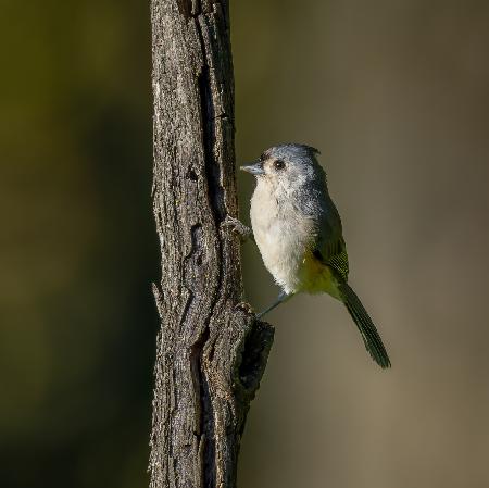 Tufted titmouse