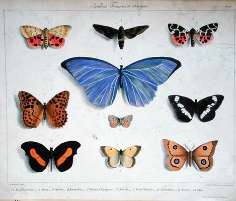 French and foreign butterflies, engraved by Villain, c.1830-40 (colour litho) à Madame Feraud