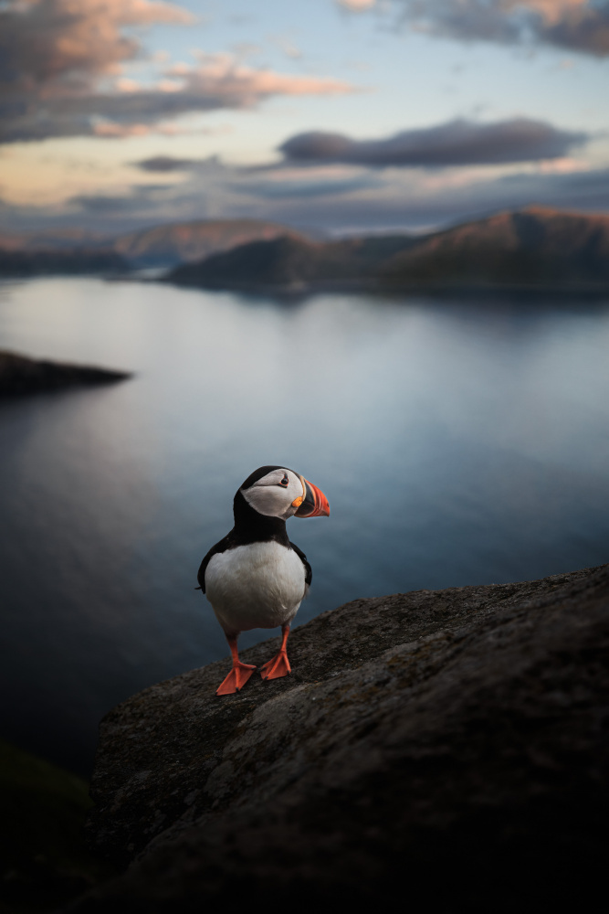 A puffin with a view à Magnus Renmyr