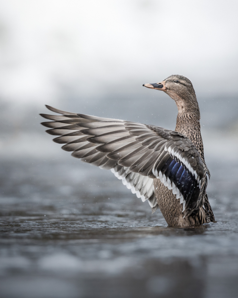 Female mallard with outstretched wings à Magnus Renmyr