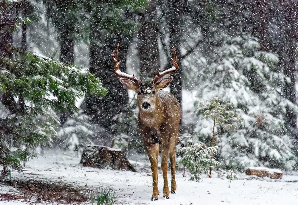 Snow Storm And The Buck Deer à Majestic Moments Photography