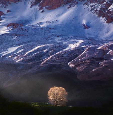 Golden Light and the Tree Alone