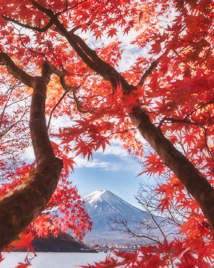 Mt.fuji is in the autumn leaves