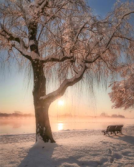 Cherry blossoms with snow