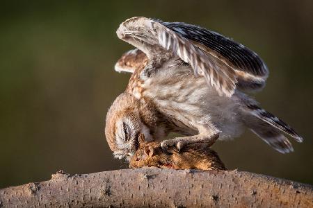 Little Owl