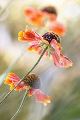 Helenium*