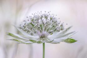 Astrantia