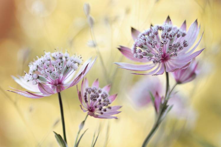 Astrantia à Mandy Disher