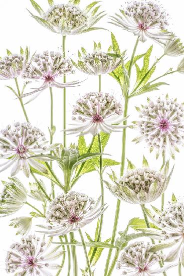 .Astrantia.