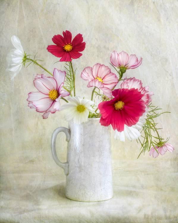 Cosmos carnival à Mandy Disher